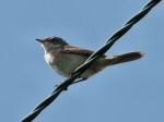 Whitethroat