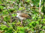 Whitethroat