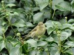 Willow Warbler