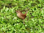 Wren