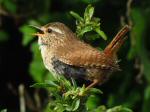 Wren