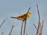 Yellowhammer