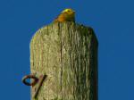 Yellowhammer, Whitsand bay