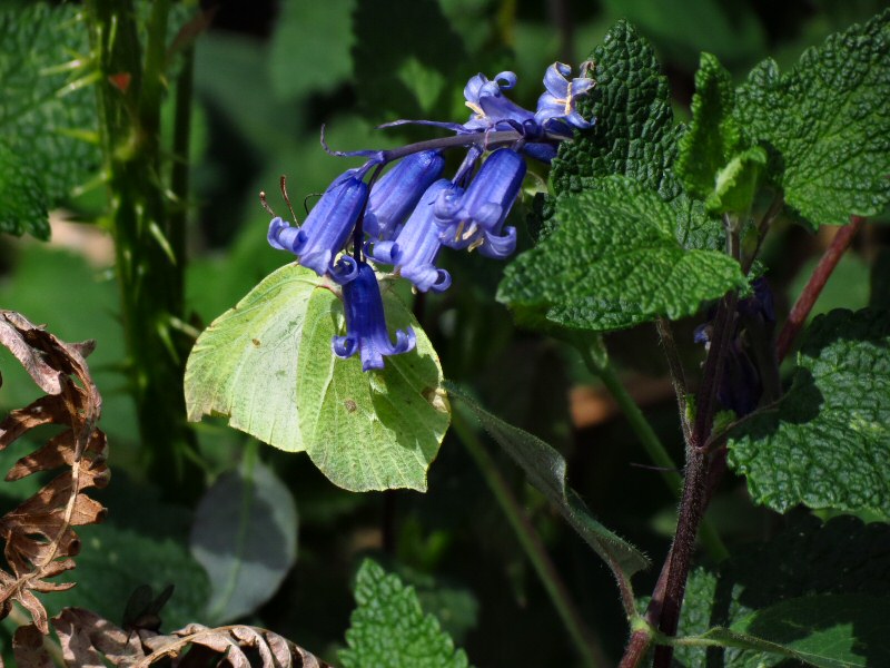 Brimstone, Dartmoor