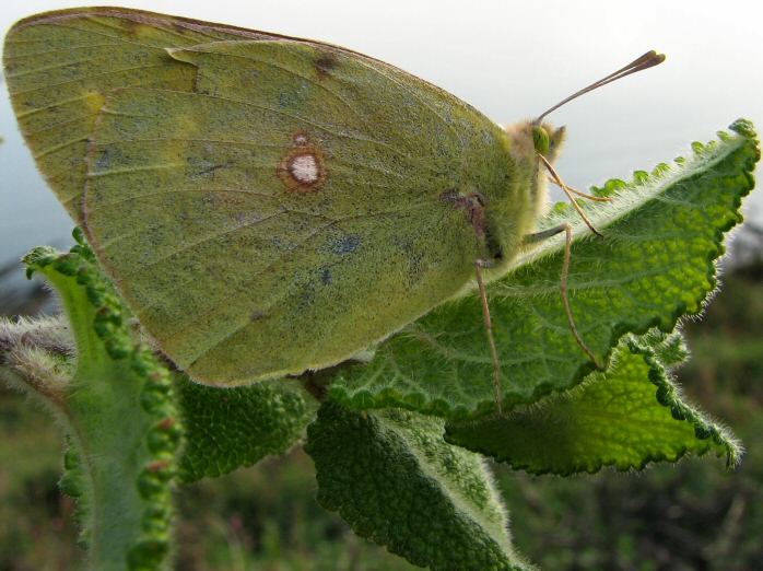 Clouded Yellow, Whitesand Bay