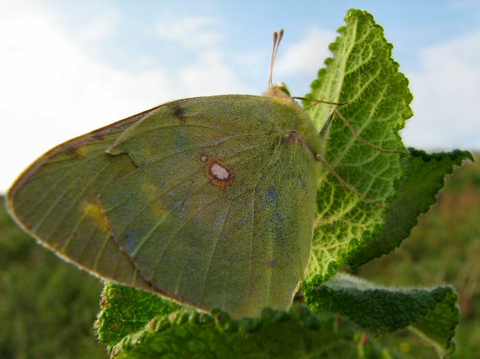 Clouded Yellow, Whitesand Bay