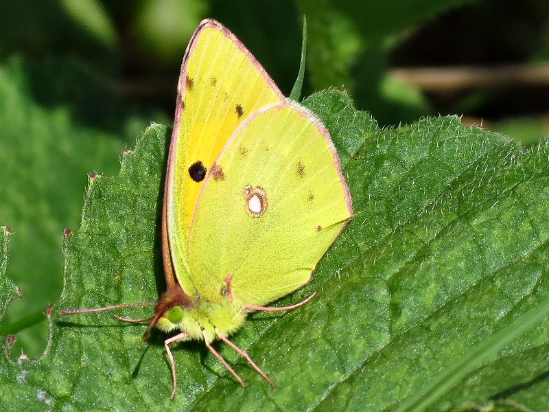 Clouded Yellow, Dartmoor