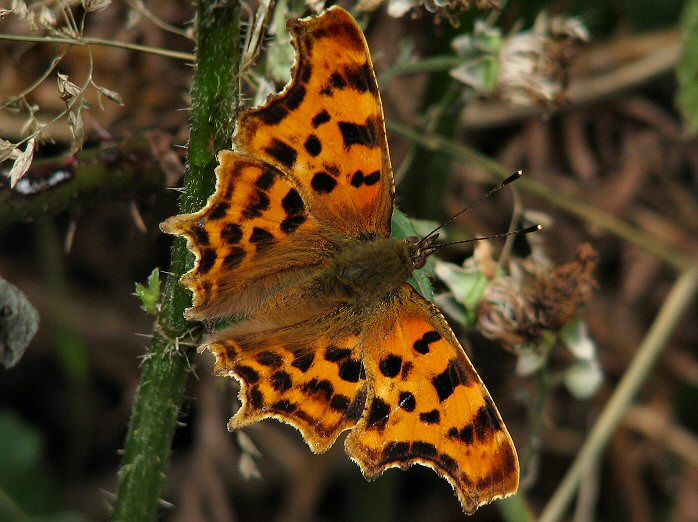 Comma - Slapton Ley