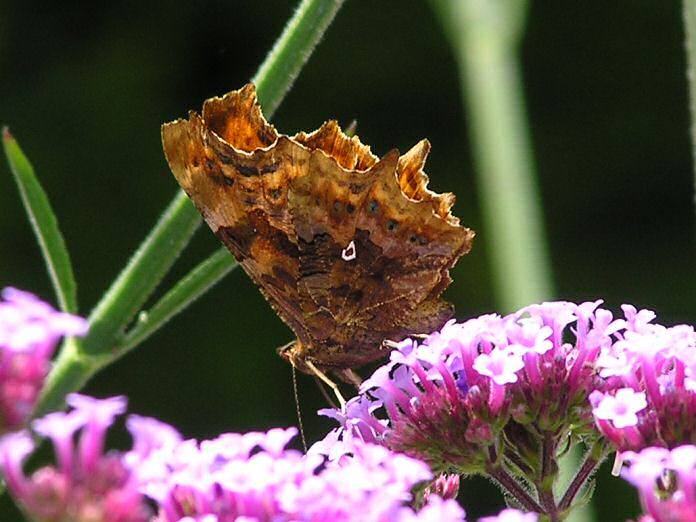 Comma, Cotehele Gardens, Cornwall