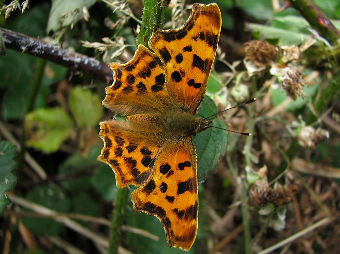 Comma - Slapton Ley