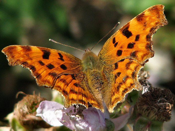 Comma - Slapton Ley