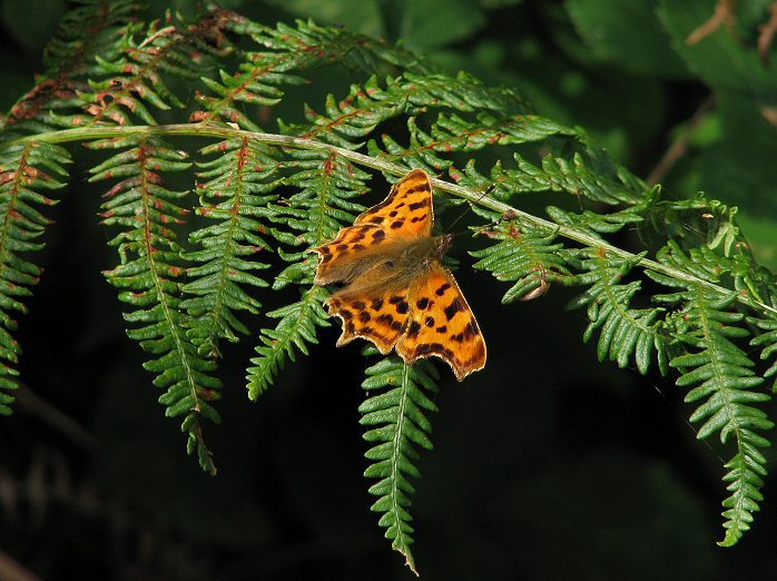 Comma - Slapton Ley