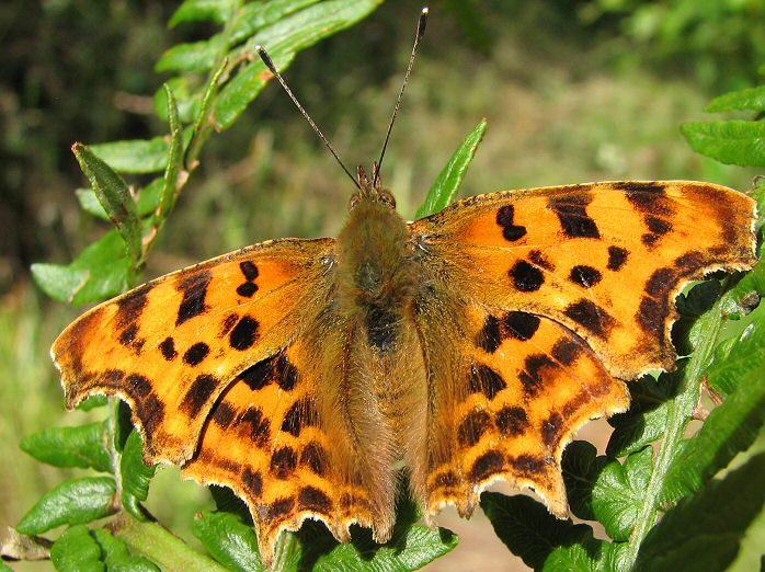 Comma - Slapton Ley