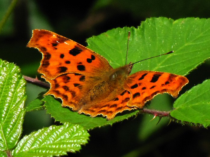 Comma, Cotehele Gardens, Cornwall