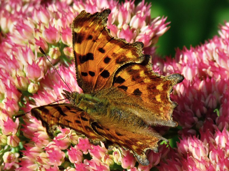 Comma