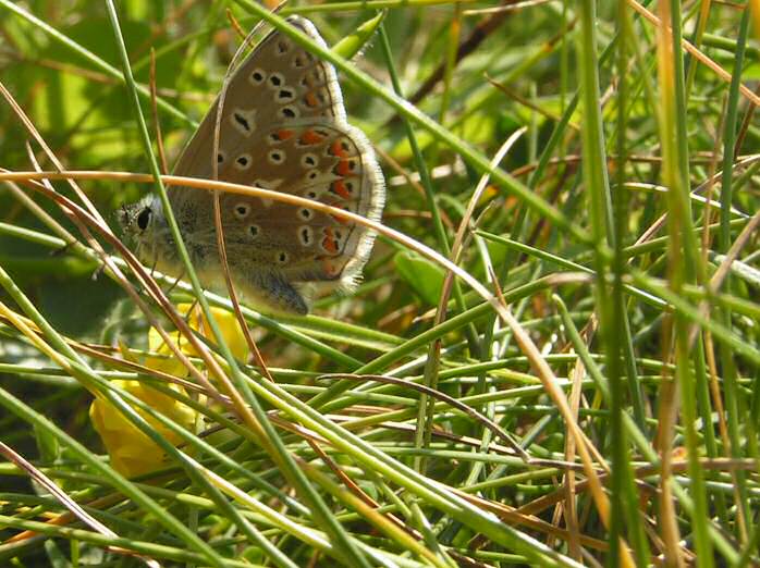 Common Blue, Glebe, Cornwall