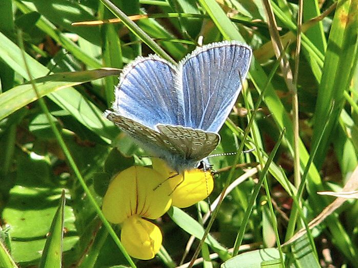 Common Blue, Glebe, Cornwall