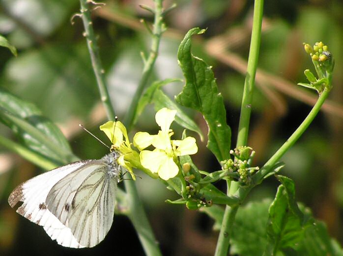 Green-veined White, Slapton Ley, Devon