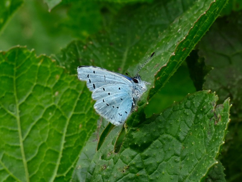 Holly Blue - Whitsands