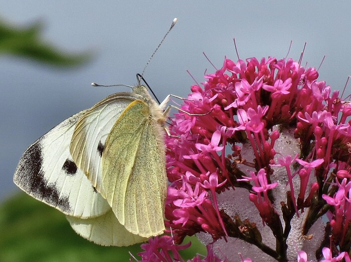 Large White - Female, Rame