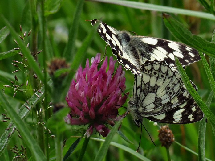 Marbled White, Penlee Point