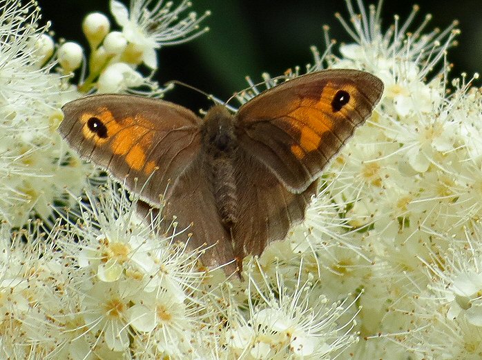 Meadow Brown, Saltram, Devon