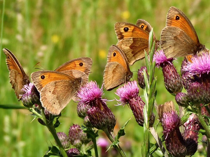 Meadow Brown, Saltram, Devon