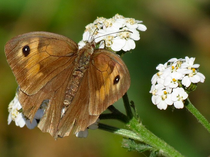 Meadow Brown, Wembury, Devon