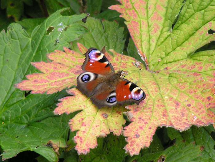 Peacock - Cotehele Gardens