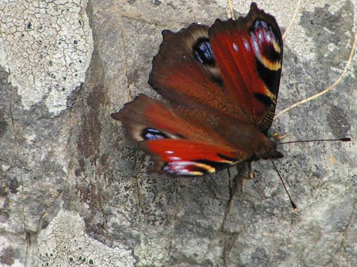 Peacock - Rame Head