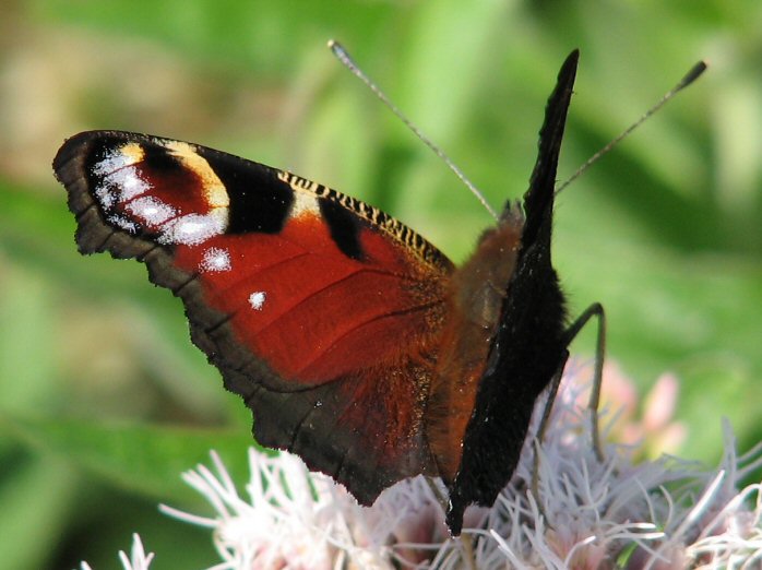 Peacock - Glebe Cliffs