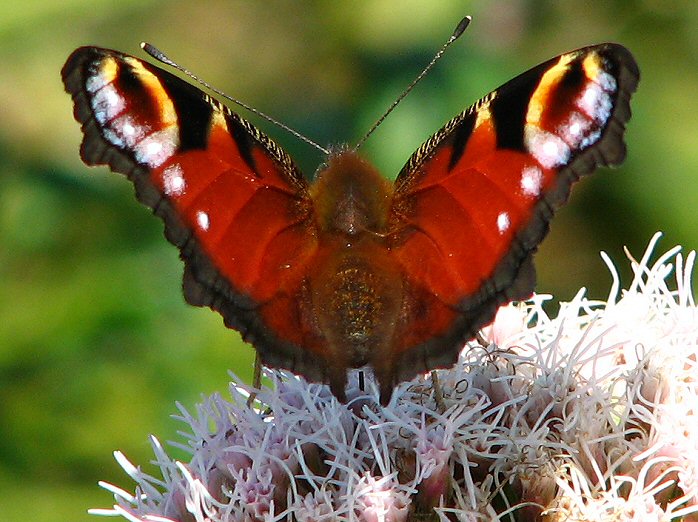 Peacock - Glebe Cliffs