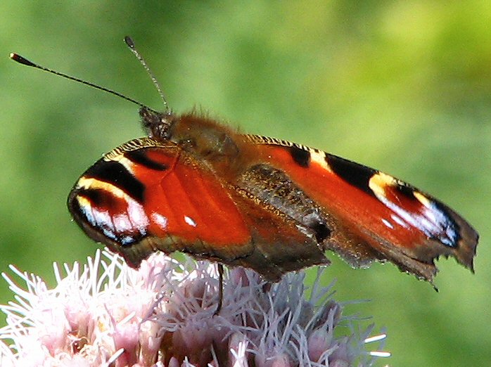 Peacock - Glebe Cliffs