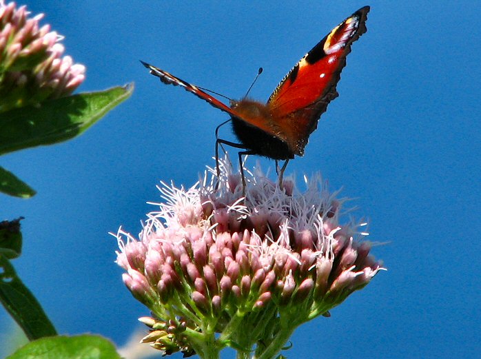 Peacock - Glebe Cliffs