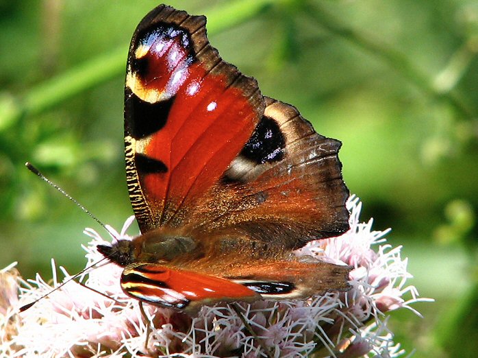 Peacock - Glebe Cliffs