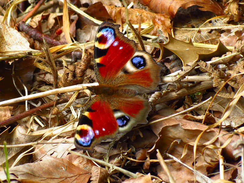 Peacock - Cotehele Woods