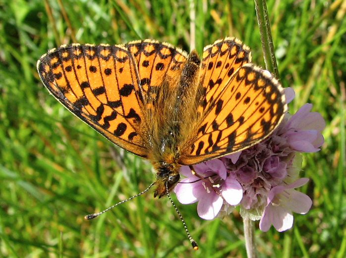 Small Pearl-bordered Fritillary