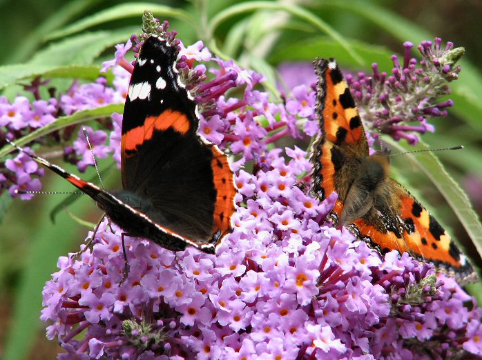 Red Admiral, Cotehele