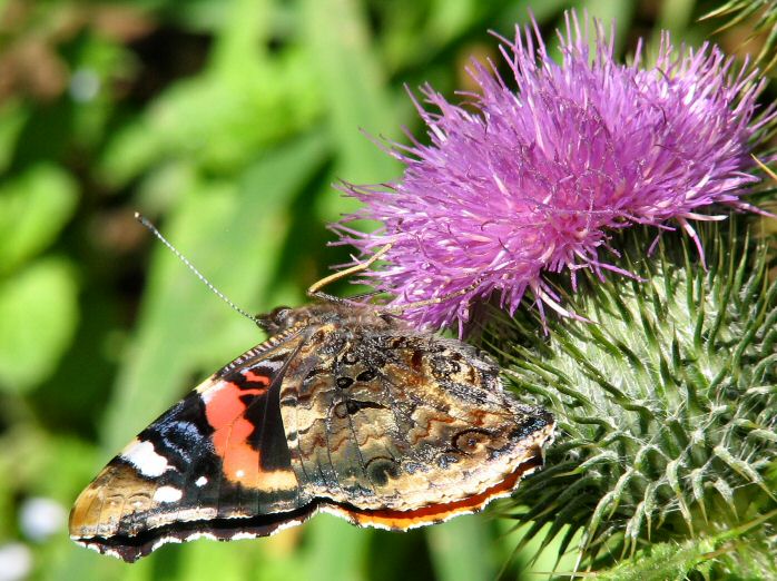 Red Admiral - Whitsand