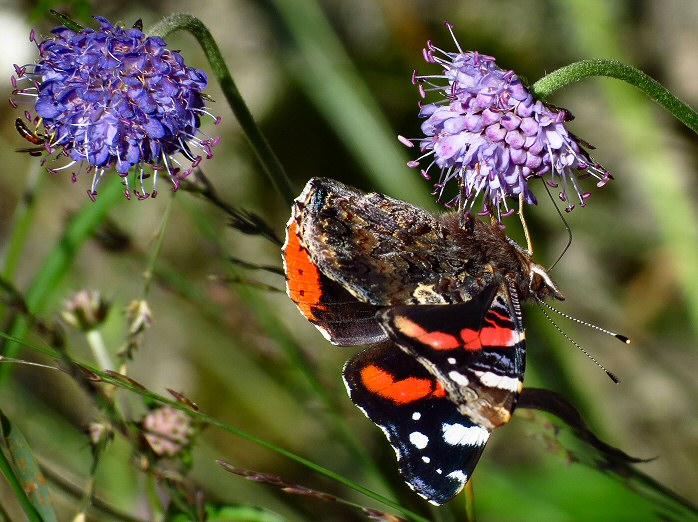 Red Admiral on Sheep's-bit, Dartmoor