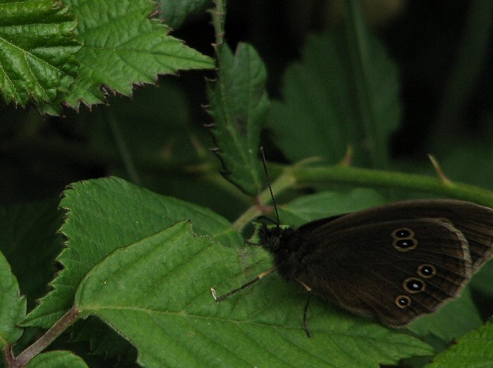 Ringlet - Whitsands