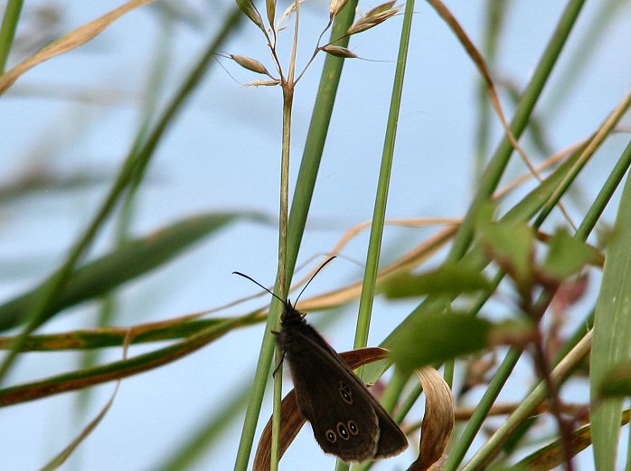 Ringlet - Whitsands