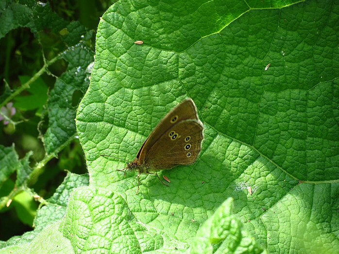 Ringlet - Whitsands