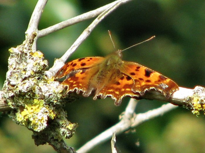 Comma - Slapton Ley