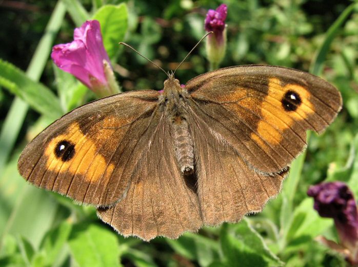 Gatekeeper, Slapton Ley