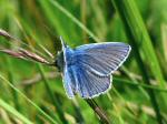 Common Blue