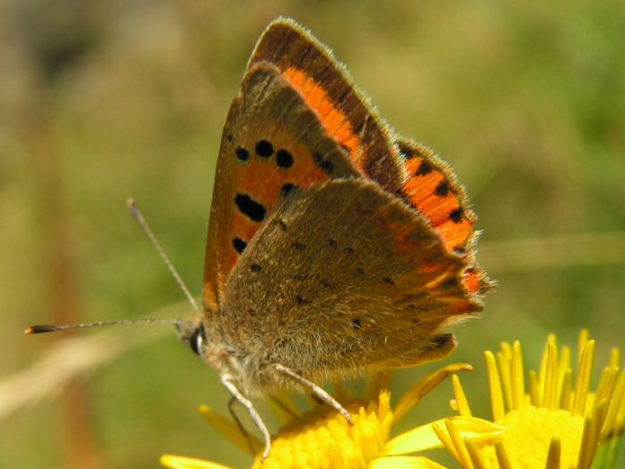 Small Copper, Glebe, North Cornwall