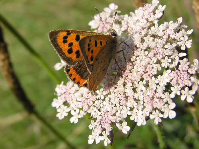 Small Copper, Glebe cliffs