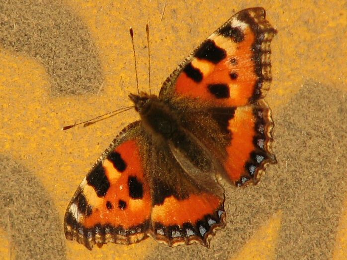 Small Tortoiseshell, Plymouth Hoe