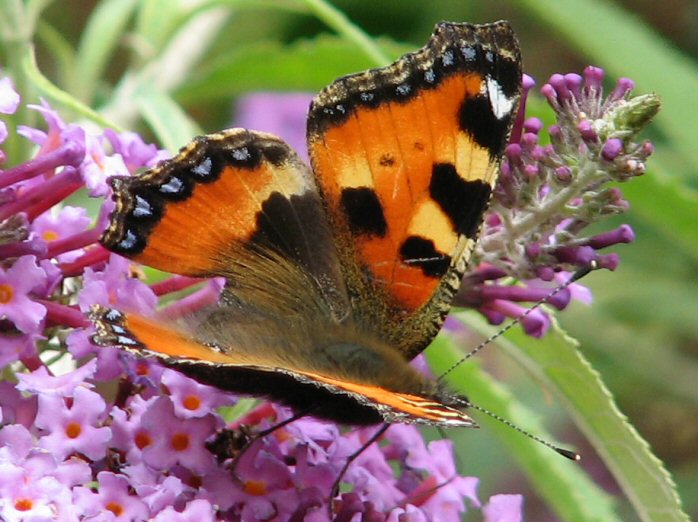 Small Tortoiseshell, Cotehele